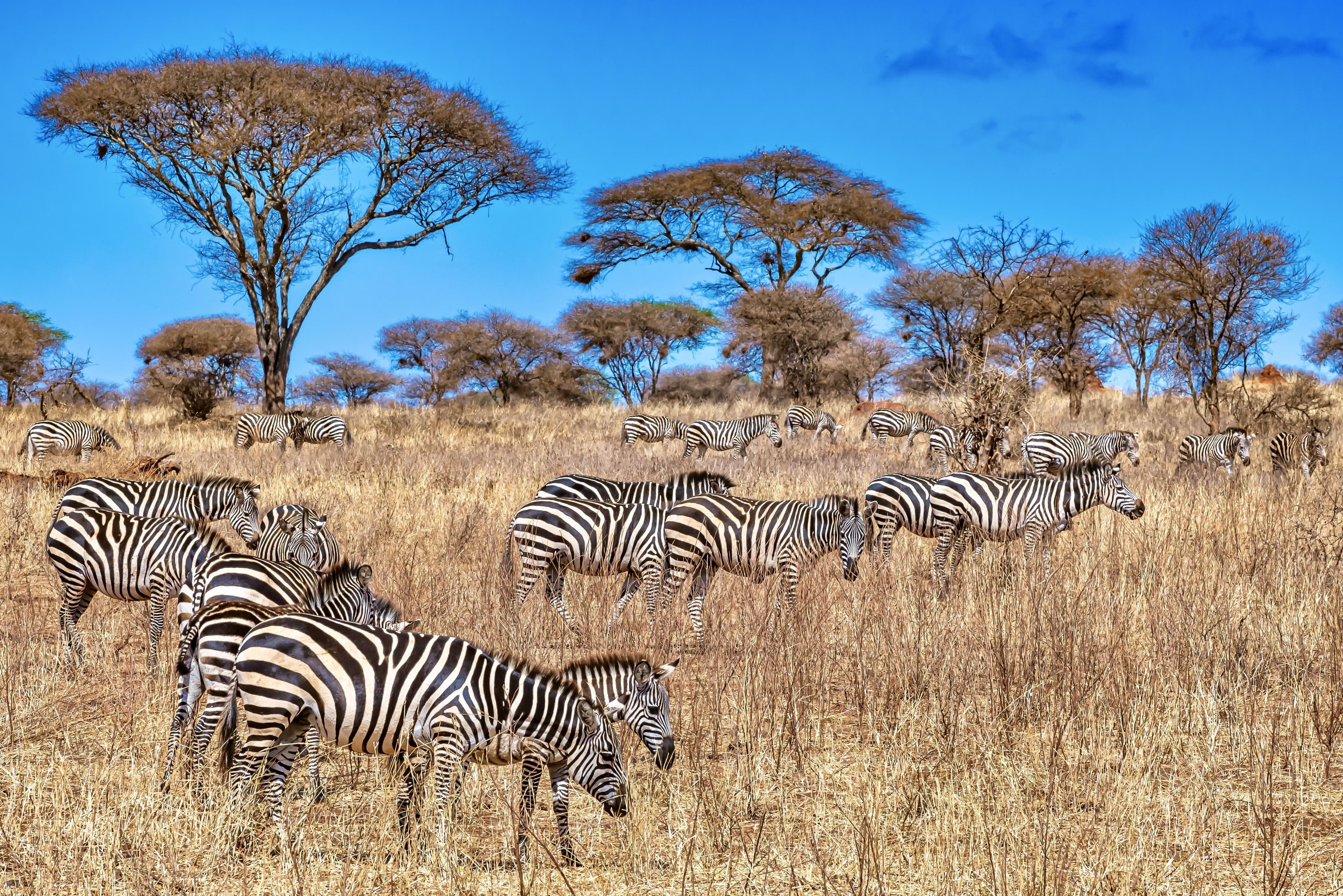 Maasai Mara, Kenya: Where Luxury Meets the Wild